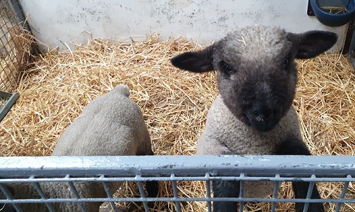 Baby lambs having a nose