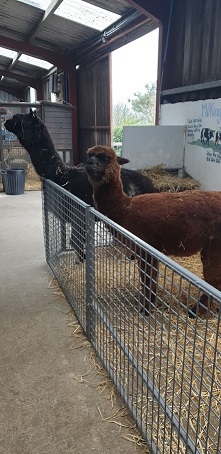 Llamas indoors