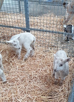 Baby lambs indoors