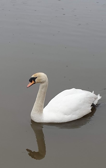 Beautiful swan