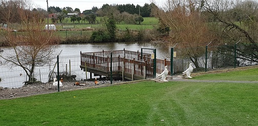 The Ark Open Farm duck pond