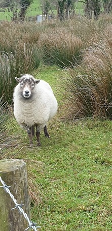 A sheep coming for a look