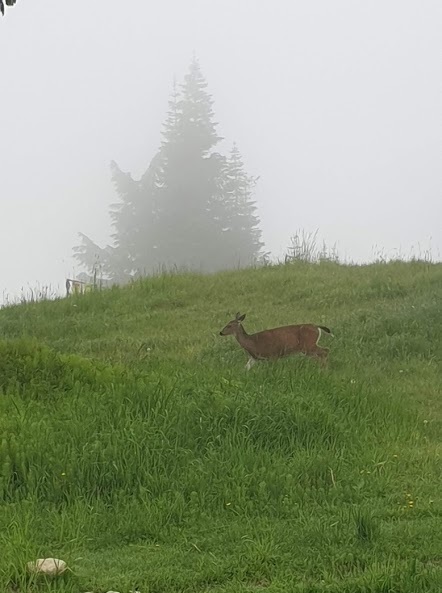 Grouse mountain deer